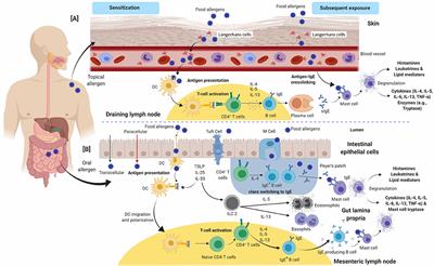 A Comprehensive Review on Natural Bioactive Compounds and Probiotics as Potential Therapeutics in Food Allergy Treatment